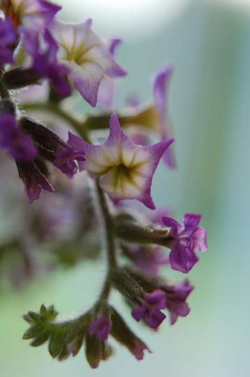 گل آفتاب پرست